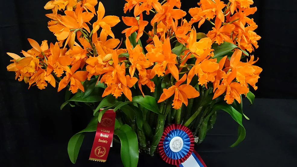 Orchidophilia – Ottawa Orchid Show